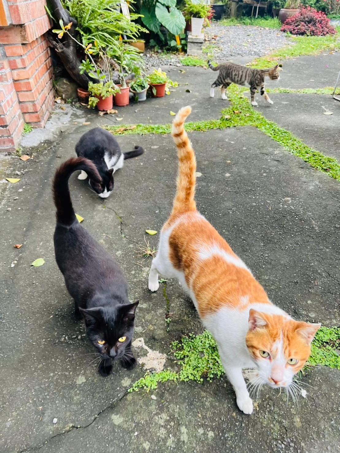 Cat Sky Country Homestay Саншинг Екстериор снимка
