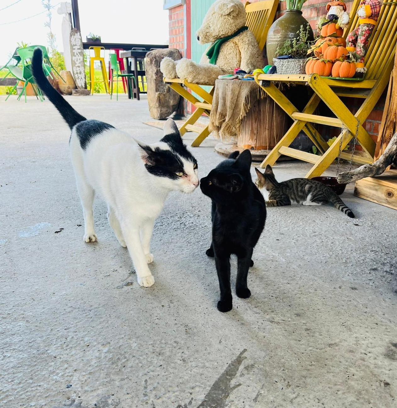 Cat Sky Country Homestay Саншинг Екстериор снимка