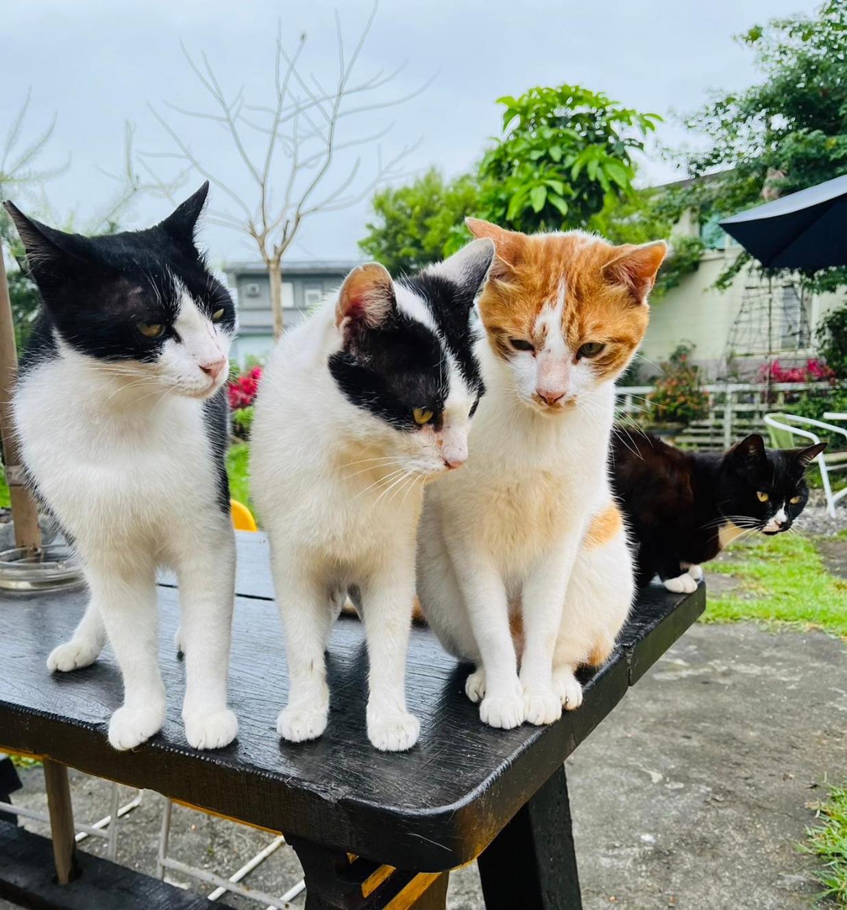 Cat Sky Country Homestay Саншинг Екстериор снимка