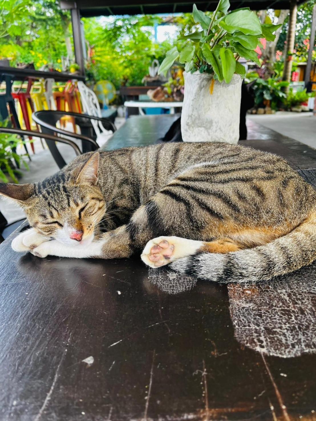 Cat Sky Country Homestay Саншинг Екстериор снимка