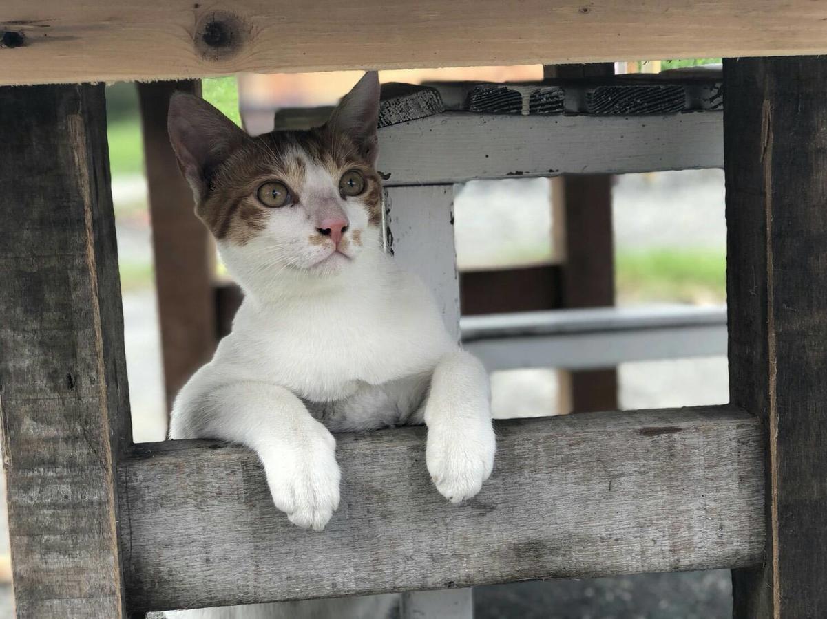 Cat Sky Country Homestay Саншинг Екстериор снимка